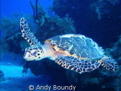 This was a really cool Hawksbill turtle - as big as I hav... by Andy Boundy 